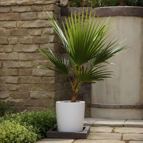 Giant hardy mexican fan - fan, palm