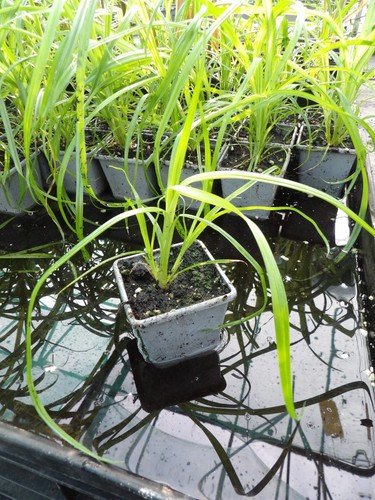 Cyperus papyrus - cyperus,