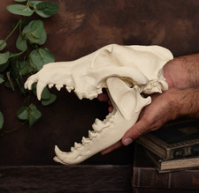 XL Wolf Skull – 30cm Huge Life Size Replica – Hand-Finished 3D Print – Bone-Col