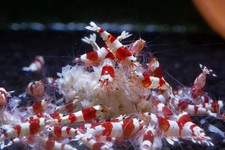 Premium Shrimp UK Snowflake