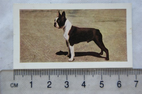 1961 hornimans tea dogs 27 - tea, no.