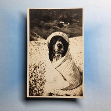 Minehead Postcard C1920 Real Photo Somerset "Chum" The Springer Spaniel Posed