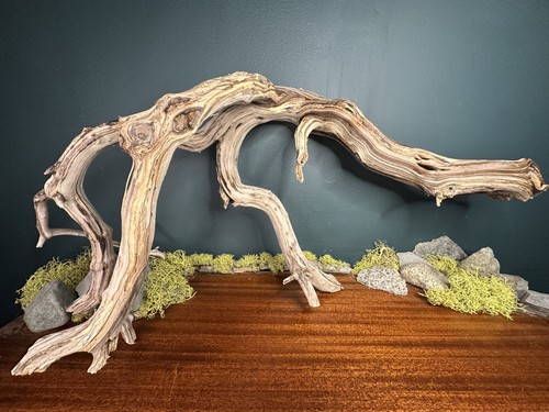 Large manzanita - 25”,
