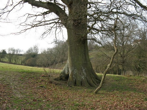 Photo 6x4 stout - trunk, on