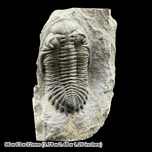 Hollardops mesocristata
