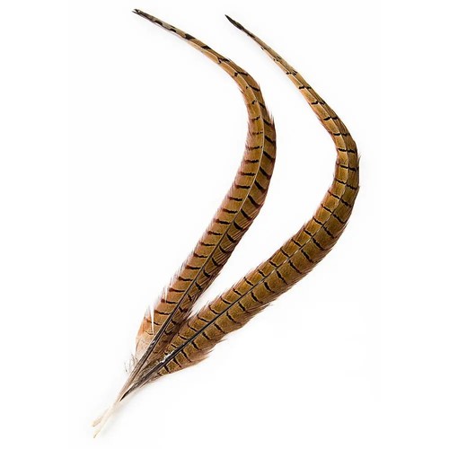 Natural cock pheasant - cock, centre