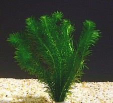 22 + cm LONG ELODEA Egeria Densa Oxygenating Pond Tropical Aquarium Live Plants