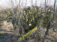 Photo 6x4 Flail-cut hedge Minting This hedge appears always to have been  c2015