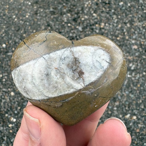Orthoceras fossil heart 63mm - fossil,