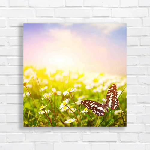 Butterfly daisy field - on,