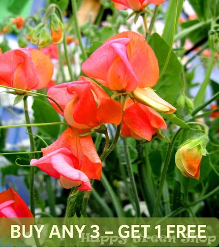 Sweet pea prince orange - of,