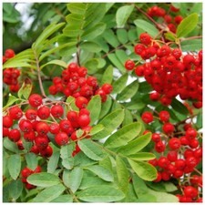 5 Mountain Ash Rowan Plants / Sorbus Aucuparia 1-2ft Tall Trees, Hedges