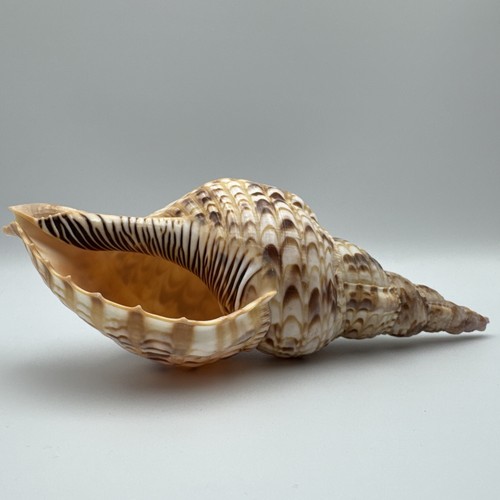 Tritons trumpet horn - tritons, seashell