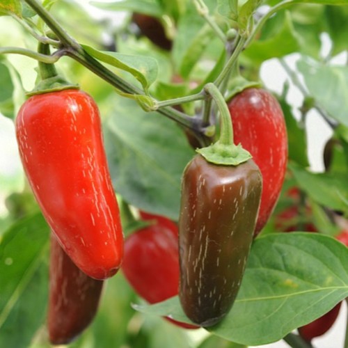 Jalapeno chilli pepper plant - chilli,