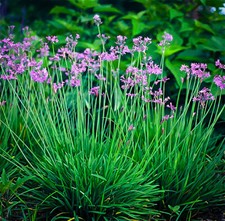 Tulbaghia violacea society - tulbaghia, violacea,