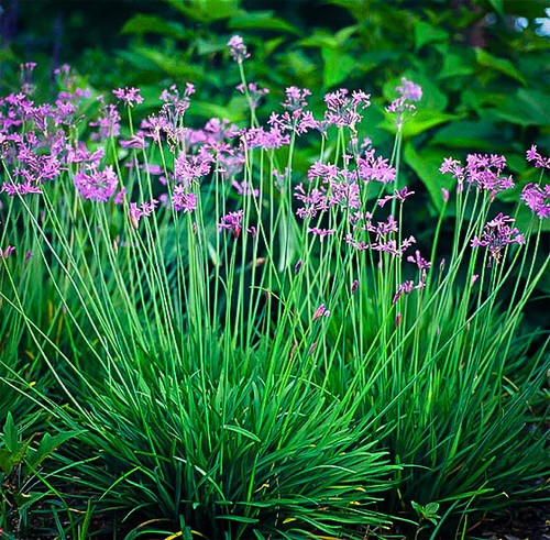 Tulbaghia violacea society - tulbaghia,