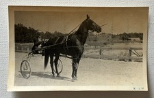 Antique Snapshot Photo Horse