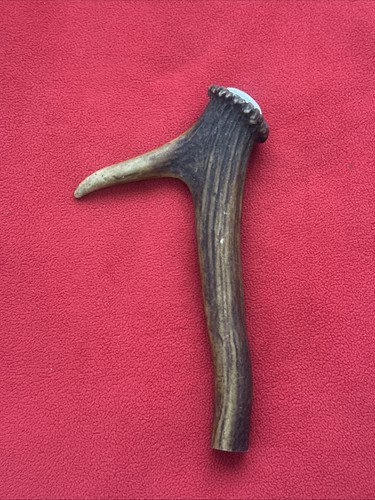 One piece red deer antler - one,
