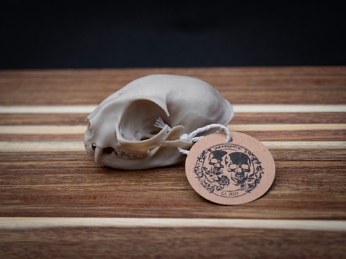 Life size cat skull replica - size,