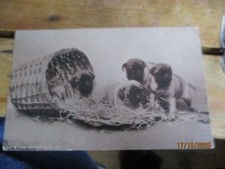 Christmas Hamper Four Pug Puppies Real Photograph Postcard U/P c1910s MESSAGE