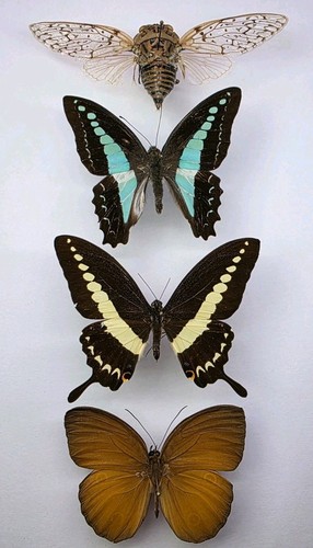 Real butterfly insect - real, butterfly/insect
