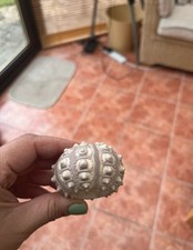 Sea Urchin Shell