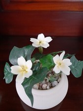 Hand Made In Finest Bone China