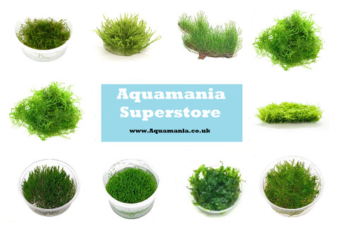 Mosses live aquarium carpet - aquarium,