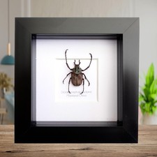 Framed dicronocephalus adamsi