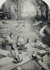 HOMING or RACING PIGEONS - Original c 1897 Antique Print B/W Engraving