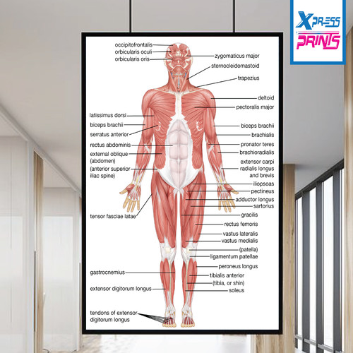 Muscular system human chart - muscular,