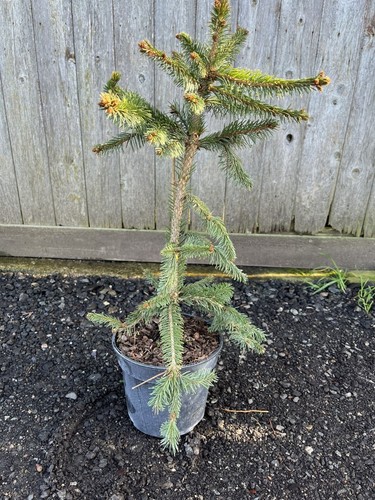 Norway spruce inversa - norway,