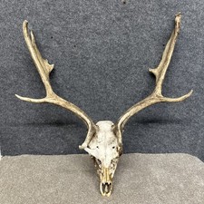 Fallow Buck Deer Skull