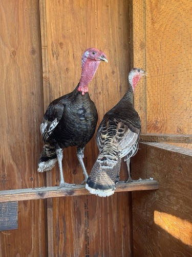 Heritage bronze turkey fertile - heritage,