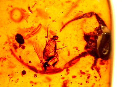 Interesting scorpion possibly - interesting,