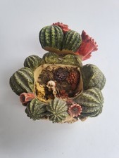 Harmony Kingdom 1998 Harmony Garden Cactus Lord Byron ladybird Figurine  Box