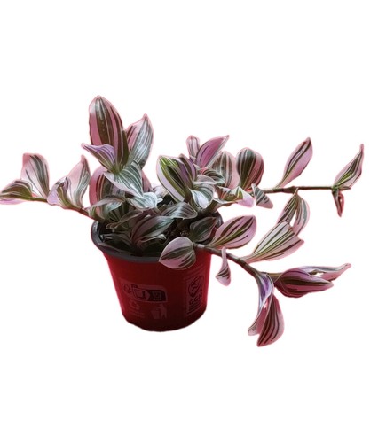 Tradescantia nanouk - tradescantia,