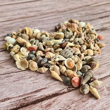 200 pcs Tiny Mixed Sea Shells Craft Beach Shells Resin Art, Coastal Craft Decor