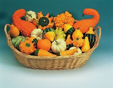 Vegetable - Ornamental Gourd - Small Fruited - 100 Seeds