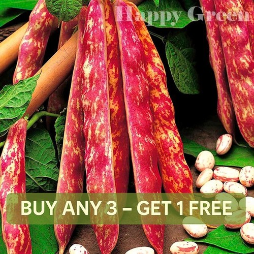 Vegetable dwarf italian - vegetable,