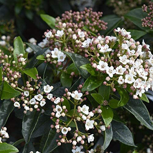 Viburnum tinus 15cm - size,