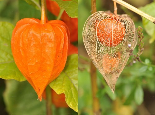 Physalis perennial plug - 3x,