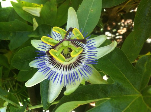 Passiflora caerulea - 2,