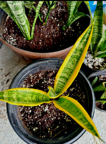 Snake rooted sansevieria - ,