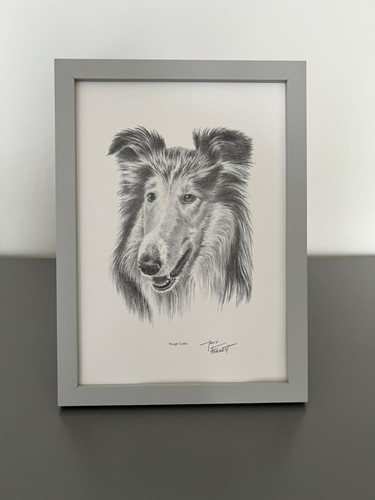 Framed rough collie art - rough, print