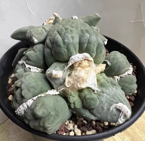 Rare live house plant - house,