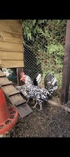 12 Exchequer Leghorn Bantam Eggs
