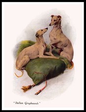 ITALIAN GREYHOUND DOGS LOVELY