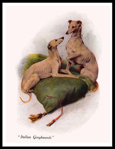 Italian greyhound dogs - italian,