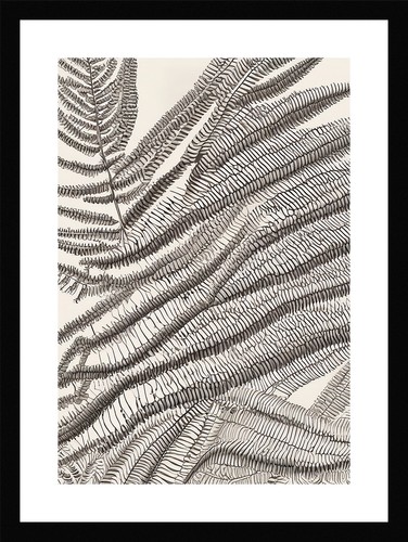 Majestic fern fronds print - majestic,